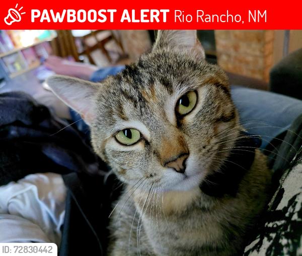 Lost Female Cat last seen Southern and rainbow, Rio Rancho, NM 87124