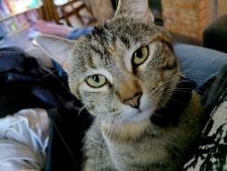 Lost Female Cat last seen Southern and rainbow, Rio Rancho, NM 87124