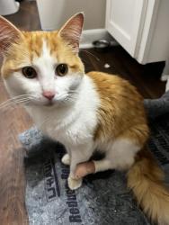 Found/Stray Male Cat last seen park view flts apmts , Murfreesboro, TN 37130