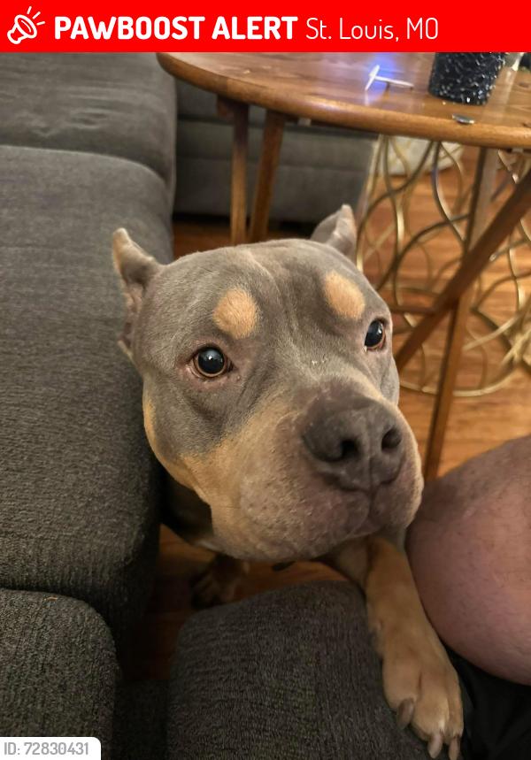 Lost Male Dog last seen Loughborough x Sharp x Germaine l, St. Louis, MO 63116