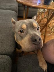 Lost Male Dog last seen Loughborough x Sharp x Germaine l, St. Louis, MO 63116