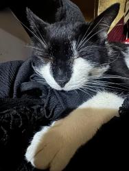 Reunited Male Cat last seen Last seen at sotomayor projects near building #10 , The Bronx, NY 10472