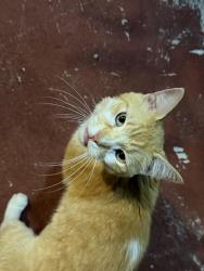 Found/Stray Male Cat last seen Lyons rd, Coconut Creek, FL 33073