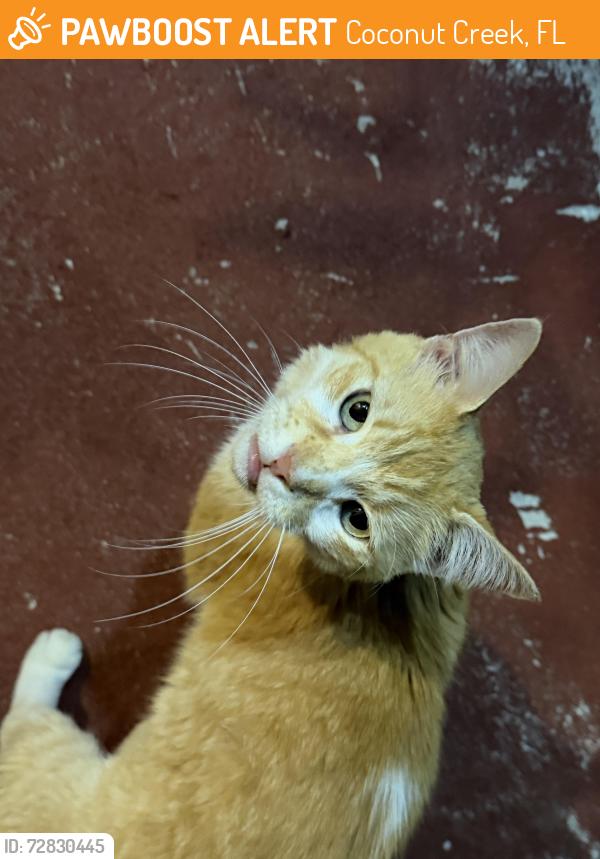 Found/Stray Male Cat last seen Lyons rd, Coconut Creek, FL 33073