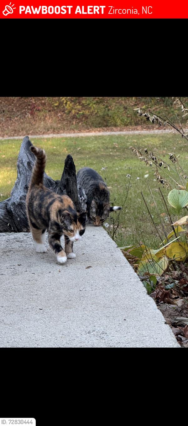 Lost Female Cat last seen Near bobs creek road, Zirconia, NC 28790