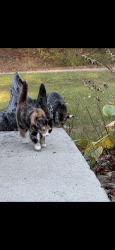 Lost Female Cat last seen Near bobs creek road, Zirconia, NC 28790