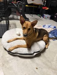 Found/Stray Male Dog last seen Kingwood dr, Houston, TX 77345