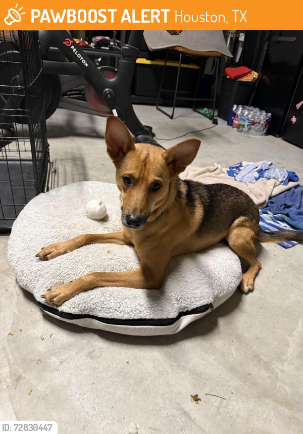 Found/Stray Male Dog last seen Kingwood dr, Houston, TX 77345