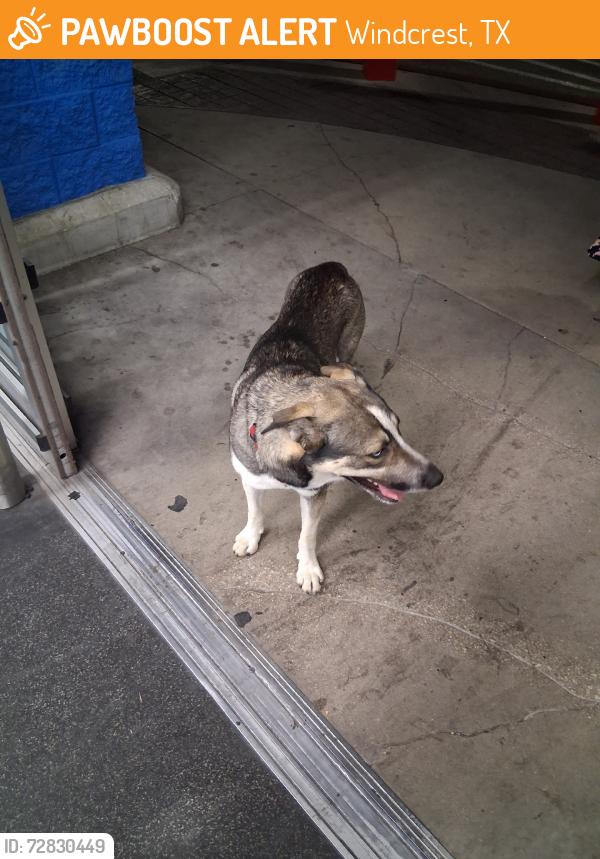 Found/Stray Male Dog last seen Walmart on walzem, Windcrest, TX 78218