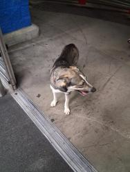 Found/Stray Male Dog last seen Walmart on walzem, Windcrest, TX 78218