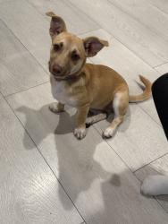 Found/Stray Female Dog last seen Figueroa Hoover , Los Angeles, CA 90044