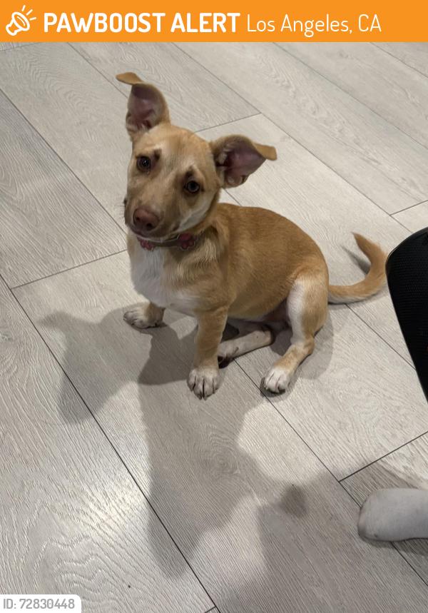 Found/Stray Female Dog last seen Figueroa Hoover , Los Angeles, CA 90044
