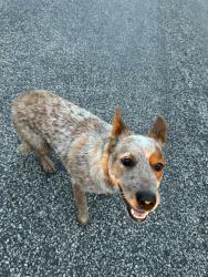 Found/Stray Female Dog last seen Found near High View and Newsom Mound, Parker County, TX 76085