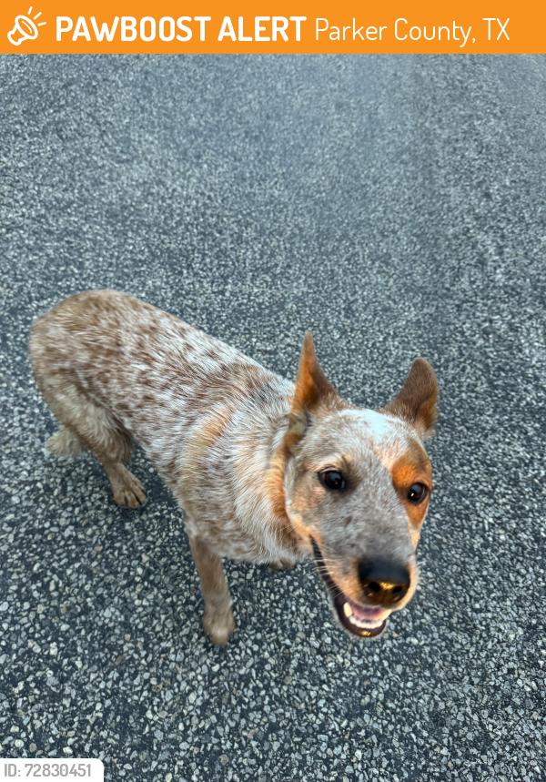 Found/Stray Female Dog last seen Found near High View and Newsom Mound, Parker County, TX 76085