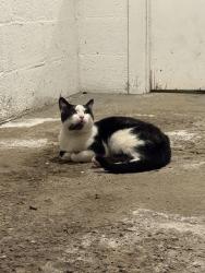 Found/Stray Male Cat last seen Noblestown Road and Denisonview, Pittsburgh, PA 15205