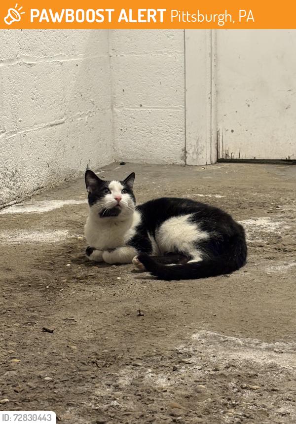 Found/Stray Male Cat last seen Noblestown Road and Denisonview, Pittsburgh, PA 15205