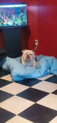 Lost Male Dog last seen Columbiana/calera but was picked up by someone then given away so he could be anywhere. , Columbiana, AL 35051