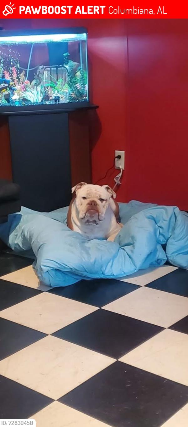 Lost Male Dog last seen Columbiana/calera but was picked up by someone then given away so he could be anywhere. , Columbiana, AL 35051
