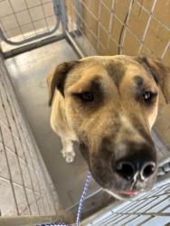 Shelter Stray Male Dog last seen Near BLK COLONY ST, BAERSFIELD, CA, Bakersfield, CA 93307