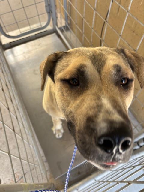 Shelter Stray Male Dog last seen Near BLK COLONY ST, BAERSFIELD, CA, Bakersfield, CA 93307