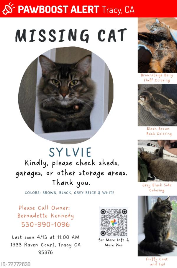 Lost Female Cat last seen Dove and Sycamore in Tracy, CA, Tracy, CA 95376
