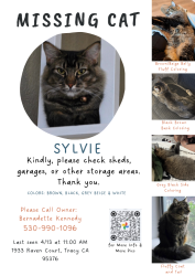 Lost Female Cat last seen Dove and Sycamore in Tracy, CA, Tracy, CA 95376
