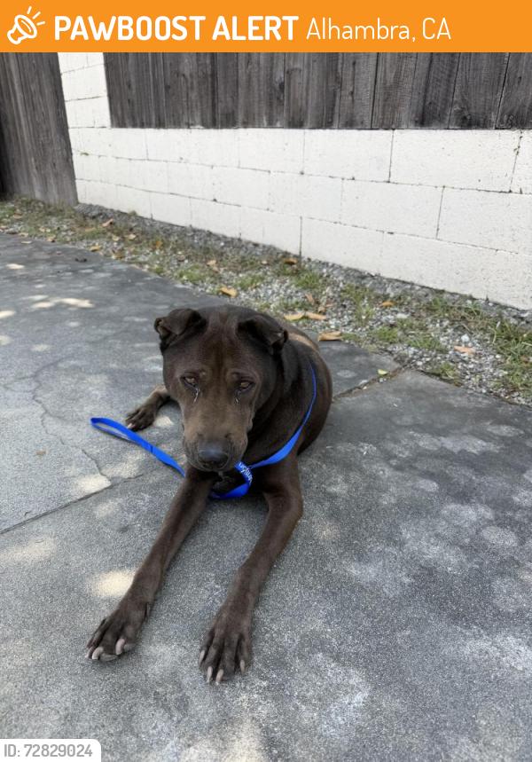 Found/Stray Female Dog last seen man Ave and Olive (Alhambra CA) , Alhambra, CA 91803