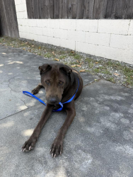 Found/Stray Female Dog last seen man Ave and Olive (Alhambra CA) , Alhambra, CA 91803