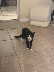 Found/Stray Unknown Cat last seen Savannah landing circle , Orlando, FL 32832