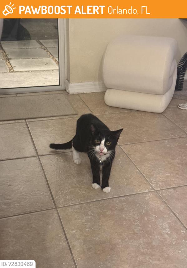 Found/Stray Unknown Cat last seen Savannah landing circle, Orlando, FL 32832