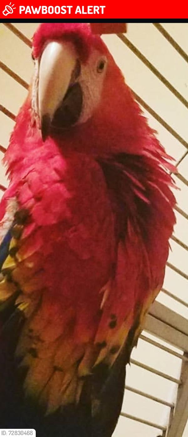 Lost Unknown Bird last seen Massengil pond rd , Johnston County, NC 27501