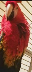 Lost Unknown Bird last seen Massengil pond rd , Johnston County, NC 27501
