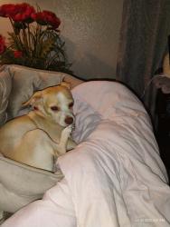 Lost Male Dog last seen camanche and San Mateo, Albuquerque, NM 87110