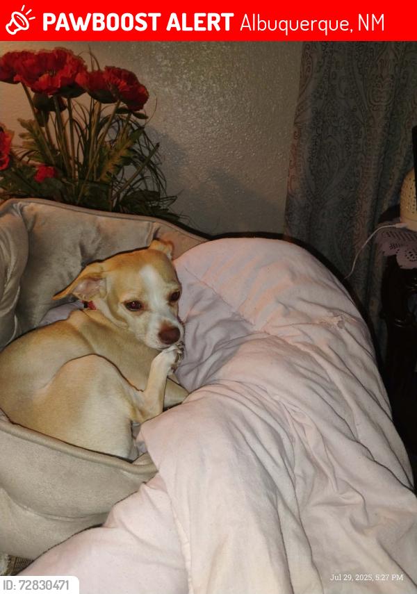 Lost Male Dog last seen camanche and San Mateo, Albuquerque, NM 87110