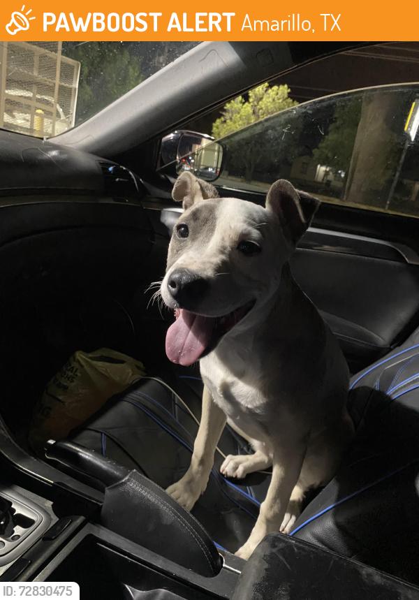Found/Stray Female Dog last seen Ne 24th and garnd, Amarillo, TX 79107
