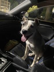 Found/Stray Female Dog last seen Ne 24th and garnd, Amarillo, TX 79107