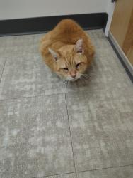 Lost Male Cat last seen Burnett road and courthouse road, Chesterfield, VA 23832