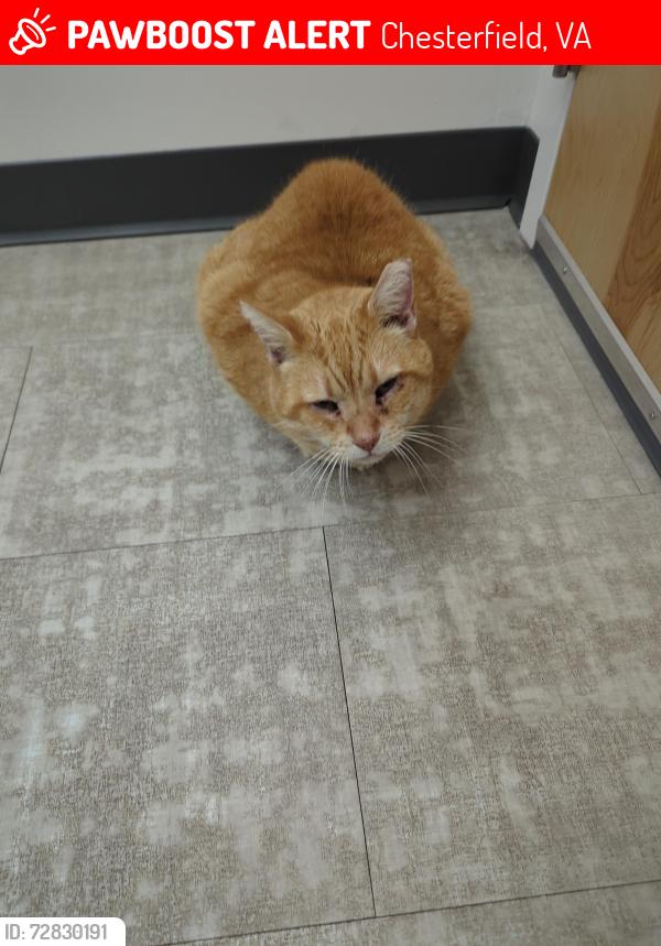 Lost Male Cat last seen Burnett road and courthouse road, Chesterfield, VA 23832