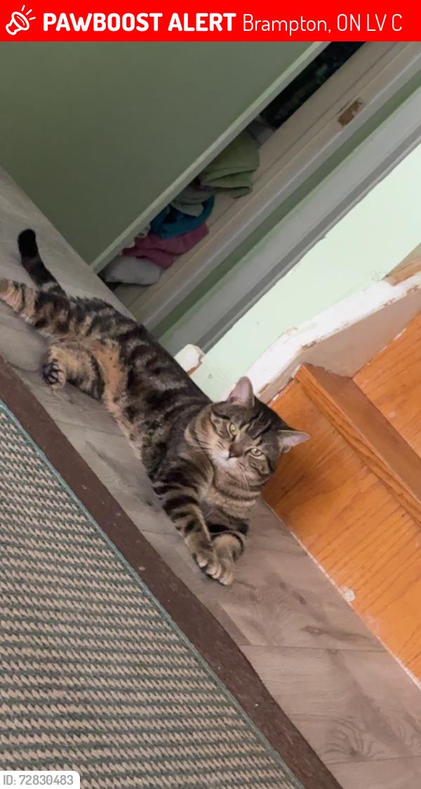 Lost Male Cat last seen Crawford Drive, Brampton, ON L6V 2C6