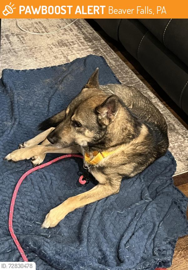 Found/Stray Male Dog last seen Beaver falls., Beaver Falls, PA 15010