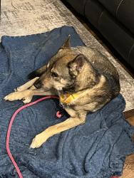 Found/Stray Male Dog last seen Beaver falls. , Beaver Falls, PA 15010
