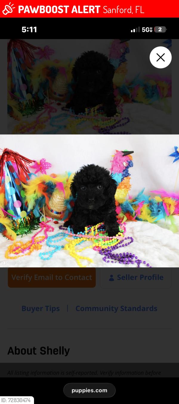 Lost Female Dog last seen Seminole County, Sanford, FL 32771