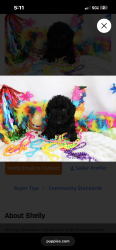 Lost Female Dog last seen Seminole County , Sanford, FL 32771