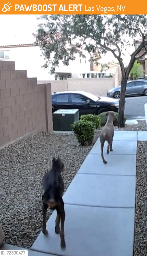 Found/Stray Unknown Dog last seen Russel and South Grand Canyon , Las Vegas, NV 89148