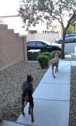 Found/Stray Unknown Dog last seen Russel and South Grand Canyon , Las Vegas, NV 89148