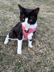 Lost Male Cat last seen Palatine IL , Palatine, IL 60074