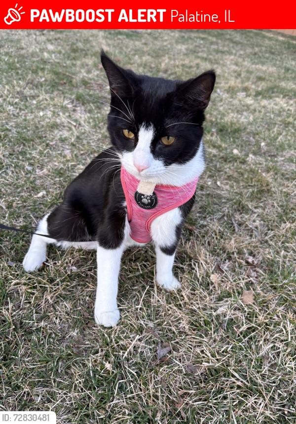 Lost Male Cat last seen Palatine IL , Palatine, IL 60074