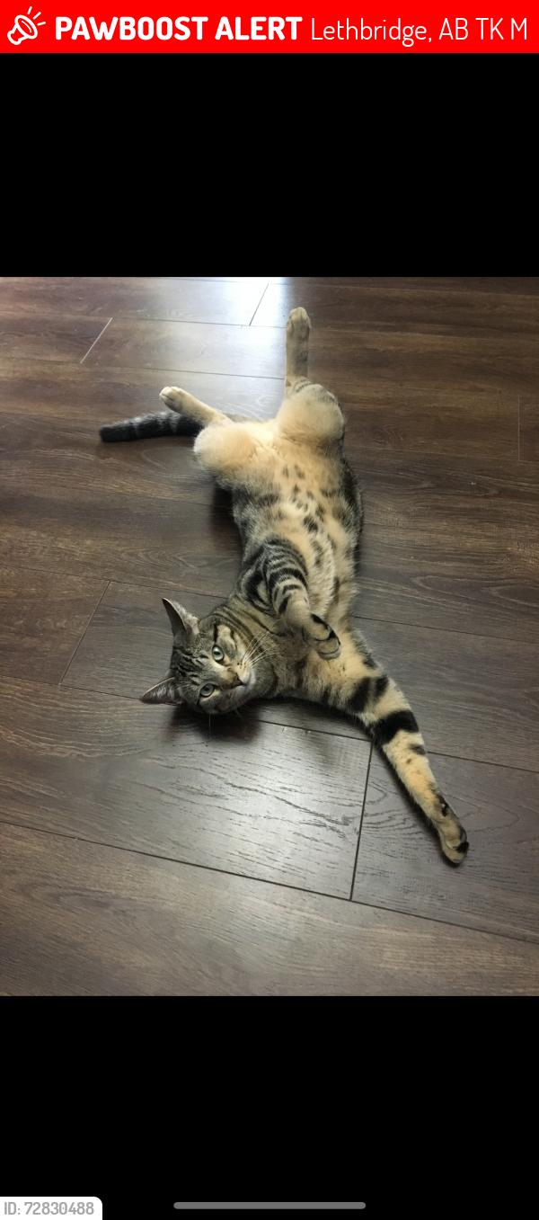 Lost Male Cat last seen Mount Crandell crescent west, Lethbridge, AB T1K 6M6