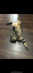 Lost Male Cat last seen Mount Crandell crescent west, Lethbridge, AB T1K 6M6