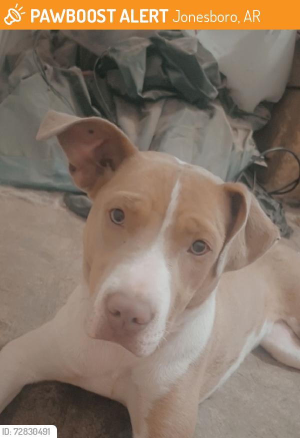 Found/Stray Female Dog last seen Bridge , Jonesboro, AR 72401